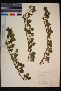 Ribes tularense image